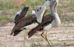 ​Discover the bird with a prehistoric roar​