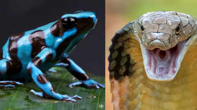 King cobra vs Poison dart frog: Who would win in a battle of venom, strength, and survival skills