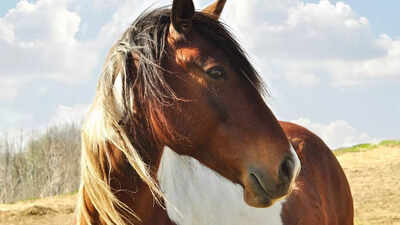 How horses can tell when you&rsquo;re happy or sad by reading your facial expressions