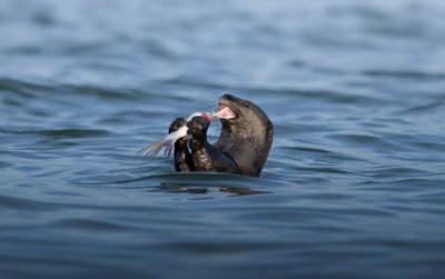 Tamil Nadu Launches Smooth-Coated Otter Conservation Initiative in Cauvery Delta