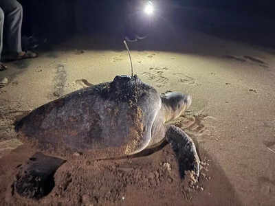 Carcasses of 6 olive ridleys wash ashore in Canacona last week
