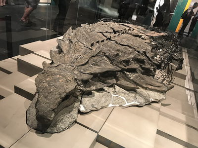 In 2011, an oil sands mine exposed an armoured dinosaur hidden for 110 million years