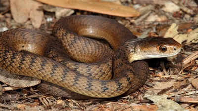 Snake season in NSW, Australia: The most dangerous months for bites and encounters