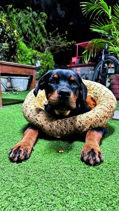 Rottweiler attacks 9-year-old in Bodakdev society; police complaint filed