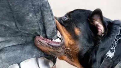 Rottweiler attack leaves Mumbai writer hospitalised, owner and handler booked