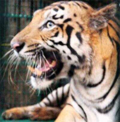 Tiger killed in territorial fight in Wayanad wildlife sanctuary