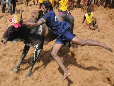 Pro-jallikattu protesters still harassed by police, says NGO