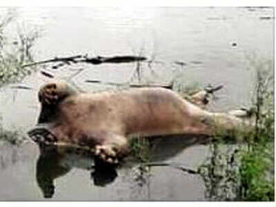 Killing tigers for genitals a new concern for MP: Panna royals wrote to PM for  CBI probe